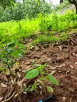 telugumodda4396 — Freechat on StripChat